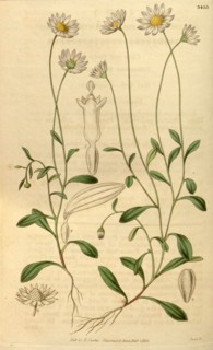 Botanical print or English natural history illustration by Joseph Swan 1796-1872, British Engraver.