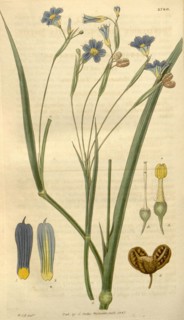 Botanical print by Sir William Jackson Hooker, FRS, 1785 â€ì 1865, English botanical illustrator.