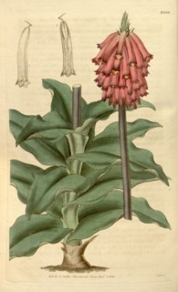 Botanical print or English natural history illustration by Joseph Swan 1796-1872, British Engraver.