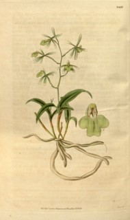 Botanical print or English natural history illustration by Joseph Swan 1796-1872, British Engraver.