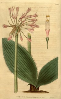 Botanical print or English natural history illustration by Joseph Swan 1796-1872, British Engraver.