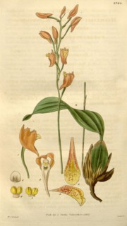 Botanical print by Sir William Jackson Hooker, FRS, 1785 â€ì 1865, English botanical illustrator.
