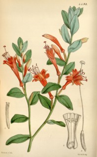 Botanical Print by Walter Hood Fitch 1817 â€ì 1892, W.H. Fitch was an botanical illustrator and