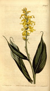 Botanical print by Sydenham Teast Edwards 1768 â€ì 1819, Sydenham Edwards was a natural history