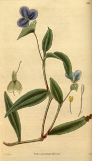 Botanical print by Sir William Jackson Hooker, FRS, 1785 â€ì 1865, English botanical illustrator.