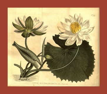Botanical print by Sydenham Teast Edwards 1768 â€ì 1819, Sydenham Edwards was a natural history