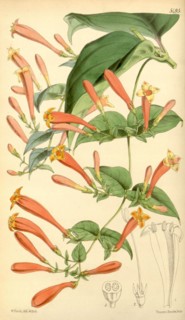Botanical Print by Walter Hood Fitch 1817 â€ì 1892, W.H. Fitch was an botanical illustrator and