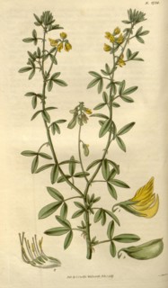 Botanical print or English natural history illustration by Joseph Swan 1796-1872, British Engraver.