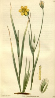 Botanical print or English natural history illustration by Joseph Swan 1796-1872, British Engraver.