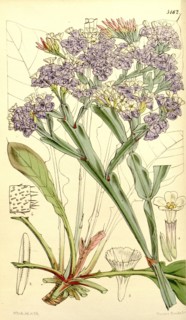 Botanical Print by Walter Hood Fitch 1817 â€ì 1892, W.H. Fitch was an botanical illustrator and