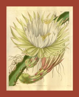 Botanical print or English  natural history illustration by  Joseph Swan 1796-1872, British