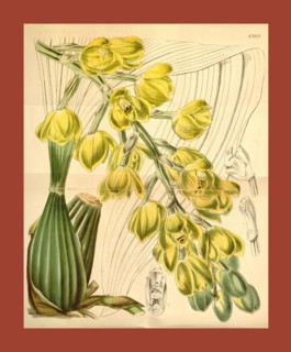 19th century botanical colour  print. Botanical illustration.  Form, colour, and details of the