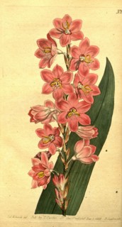 Botanical print by Sydenham Teast Edwards 1768 â€ì 1819, Sydenham Edwards was a natural history