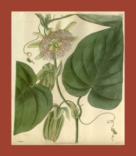 Botanical print by Sir William Jackson Hooker, FRS, 1785 â€ì 1865, English botanical illustrator.