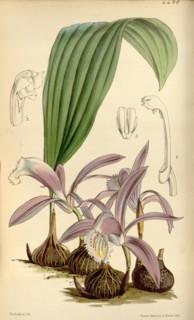 fi