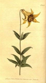 Botanical print by Sydenham Teast Edwards 1768 â€ì 1819, Sydenham Edwards was a natural history