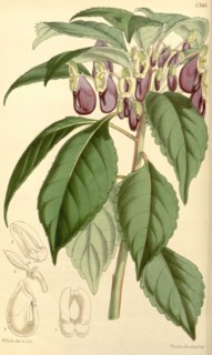 Botanical Print by Walter Hood Fitch 1817 â€ì 1892, W.H. Fitch was an botanical illustrator and