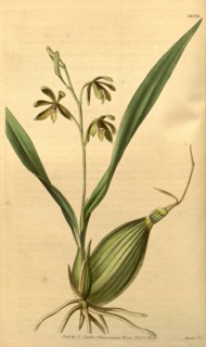 Botanical print or English natural history illustration by Joseph Swan 1796-1872, British Engraver.
