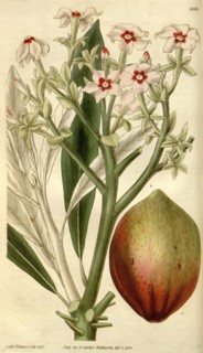 19th century botanical colour print. Botanical illustration. Form, colour, and details of the plant