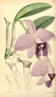 Botanical Print by Walter Hood Fitch 1817 â€ì 1892, W.H. Fitch was an botanical illustrator and