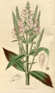 Botanical print or English natural history illustration by Joseph Swan 1796-1872, British Engraver.