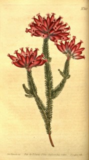 Botanical print by Sydenham Teast Edwards 1768 â€ì 1819, Sydenham Edwards was a natural history