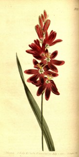 Botanical print by Sydenham Teast Edwards 1768 â€ì 1819, Sydenham Edwards was a natural history