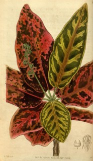 Botanical print by Sir William Jackson Hooker, FRS, 1785 â€ì 1865, English botanical illustrator.