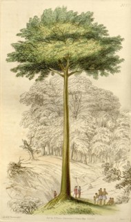 Botanical print or English natural history illustration by Joseph Swan 1796-1872, British Engraver.
