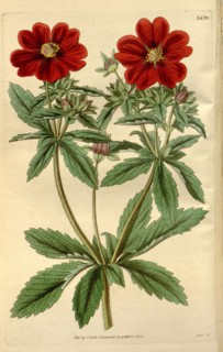 Botanical print or English natural history illustration by Joseph Swan 1796-1872, British Engraver.