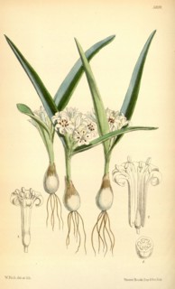 Botanical Print by Walter Hood Fitch 1817 â€ì 1892, W.H. Fitch was an botanical illustrator and