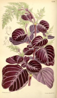 Botanical Print by Walter Hood Fitch 1817 â€ì 1892, W.H. Fitch was an botanical illustrator and