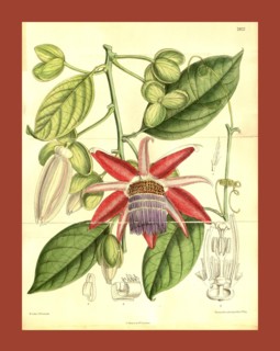 Botanical Print by Walter Hood Fitch 1817 â€ì 1892, W.H. Fitch was an botanical illustrator and