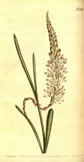 Botanical print by Sydenham Teast Edwards 1768 â€ì 1819, Sydenham Edwards was a natural history