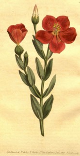 Botanical print by Sydenham Teast Edwards 1768 â€ì 1819, Sydenham Edwards was a natural history