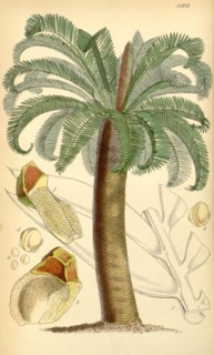 19th century botanical colour print. Botanical illustration. Form, colour, and details of the plant