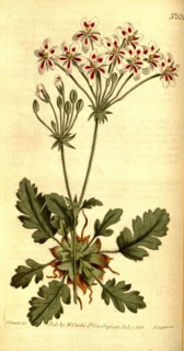 Botanical print by Sydenham Teast Edwards 1768 â€ì 1819, Sydenham Edwards was a natural history