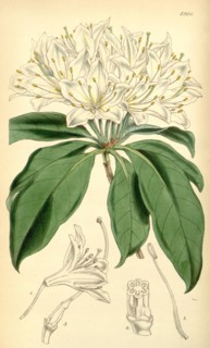 19th century botanical colour print. Botanical illustration. Form, colour, and details of the plant