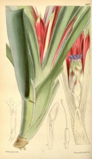 Botanical Print by Walter Hood Fitch 1817 â€ì 1892, W.H. Fitch was an botanical illustrator and