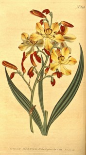 Botanical print by Sydenham Teast Edwards 1768 â€ì 1819, Sydenham Edwards was a natural history