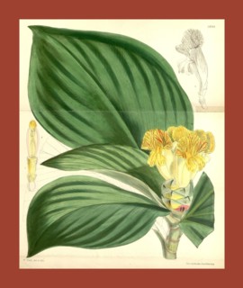 Botanical Print by Walter Hood Fitch 1817 â€ì 1892, W.H. Fitch was an botanical illustrator and