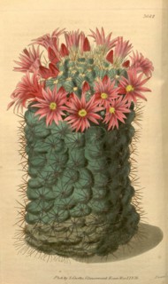 Botanical print or English natural history illustration by Joseph Swan 1796-1872, British Engraver.