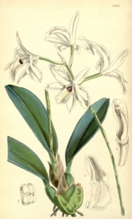 19th century botanical colour print. Botanical illustration. Form, colour, and details of the plant