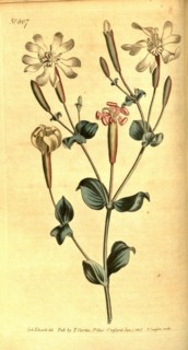 Botanical print by Sydenham Teast Edwards 1768 â€ì 1819, Sydenham Edwards was a natural history