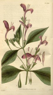 Botanical print by Sir William Jackson Hooker, FRS, 1785 â€ì 1865, English botanical illustrator.