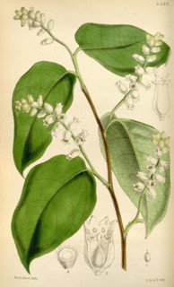 Botanical Print by Walter Hood Fitch 1817 â€ì 1892, W.H. Fitch was an botanical illustrator and