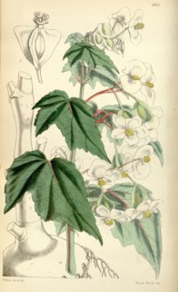 Botanical Print by Walter Hood Fitch 1817 â€ì 1892, W.H. Fitch was an botanical illustrator and