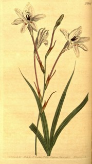 Botanical print by Sydenham Teast Edwards 1768 â€ì 1819, Sydenham Edwards was a natural history