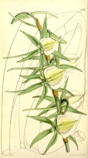 Botanical Print by Walter Hood Fitch 1817 â€ì 1892, W.H. Fitch was an botanical illustrator and