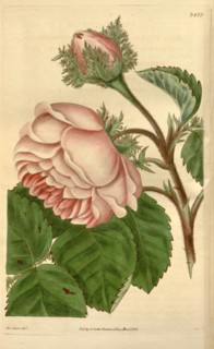 Botanical print by Mis Adams, British botanical illustrator, English natural history illustrator.